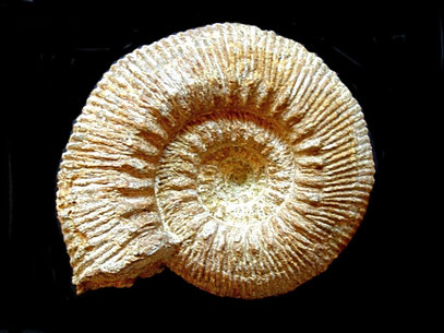 Stephanoceras humphriesianum