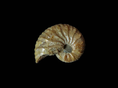 Hoploscaphites nodosus