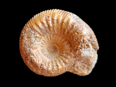 Stephanoceras umbilicus