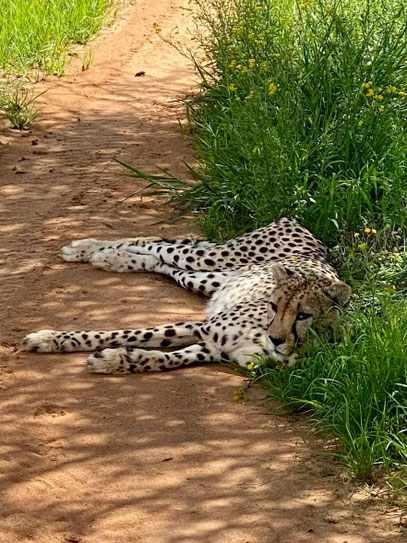 Gepard beim schlafen entdeckt