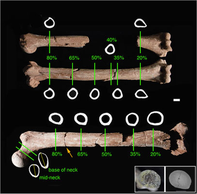 Figure 2 from Ruff et al. 2016. Original Caption: “Fig 2. Section locations and cortical bone cross-sectional outlines for A.L. 288–1 humeri and femur, determined from CT scans.”