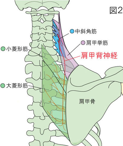 肩甲背神経　大菱形筋　小菱形筋　肩甲挙筋