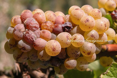 degustation-oenologique-vins-chenin-blanc-Rendez-Vous-dans-les-Vignes-Myriam-Fouasse-Robert