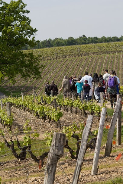Crédit-photo-Manuel-Gagnard-visite-guidee-vignoble-cave-troglo-degustation-vins-Vouvray-Touraine-Tours-Vallee-Loire