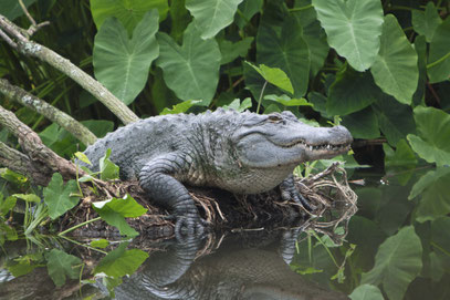 Alligator in den Everglades