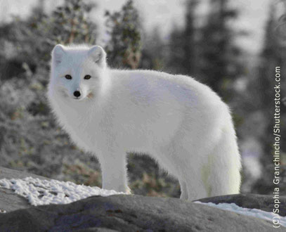 Erwachsener Polarfuchs von der Seite blickt in Kamera