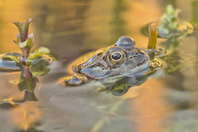 Grasfrosch im Wasser - Weller Helmut LBV Bildarchiv