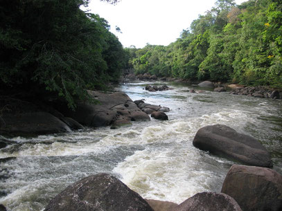 découverte de la nature sur le Sinnamary en guyane