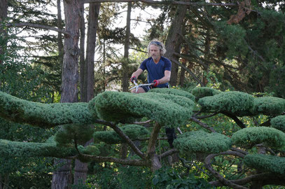 Taille de mise forme sur Juniperus x media 'Hetzii'