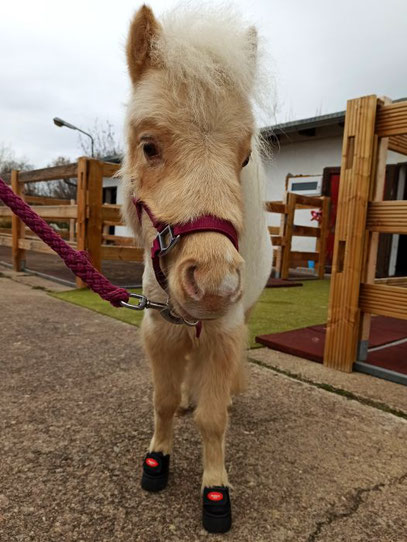 Miniaturpferd "Stormy" posiert mit den kleinsten Hufschuhen der Welt - Barhufmobil - Aila Tolke - Hufpflege - Thüringen - Bayern