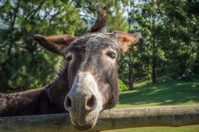 Nahaufnahme vom Kopf eines dunkelbraunen Esels mit heller Schnauze, der den Kopf auf eine hölzerne Zaunlatte legt. Er hat die Ohren zu beiden Seiten ausgestreckt, was ein bisschen witzig aussieht. Im Hintergrund sieht man eine Weide und Bäume.