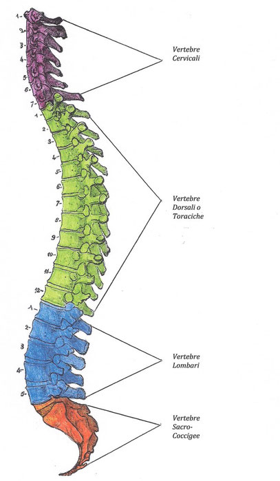 Fisiologia E Funzionalita Della Colonna Vertebrale Allineamento Divino Vertebrale Bologna Tecnica Energetica Per Il Riallineamento Della Persona Conferenze E Trattamenti