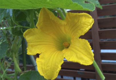 ちょっとぼけちゃいましたが、今朝開花した雌花です。大きい！