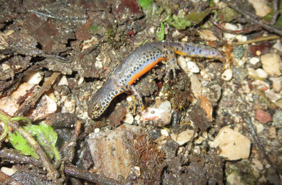 Der erste Bergmolch (Foto: Michael Wittmann)