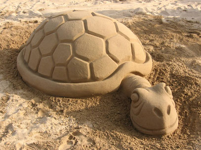 Tortoise sand Miramare 2011