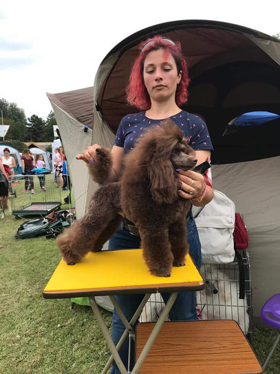 Neuigkeiten Von Der Schokoladen Bande Lovedchocolates Poodle