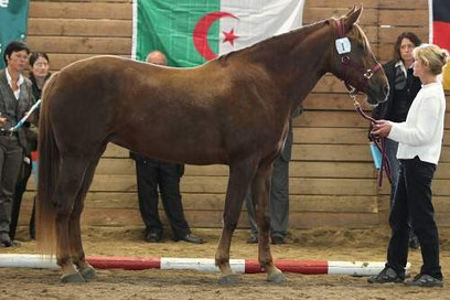 Ouessane al Mansour