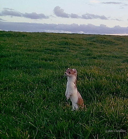 Hermine au piège-photo (Stealthcam) Jean Chevallier