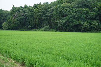 ハイクラス-注文住宅-高級注文住宅-最高級邸宅-千葉県-千葉市-一級建築士-一級建築士事務所-設計事務所-建築家-新潟-高断熱-heat20g1-heat20g2-耐震等級-許容応力度設計-燃費計算-断熱等級6