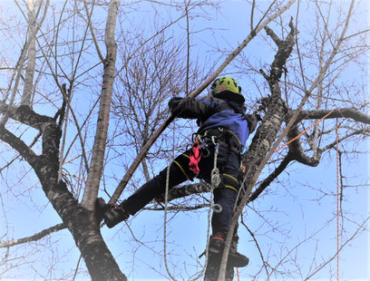 TREESUPPORT木助　佐々木恭平　一関