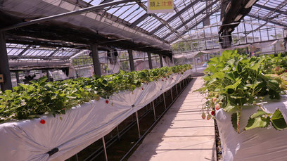 イチゴ農園、いちご狩り、ハウス栽培、写真フリー素材　Strawberry farm, strawberry picking, greenhouse cultivation,