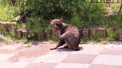 猫、公園、自然、野良猫、写真フリー素材　cat, park, nature, feral cat