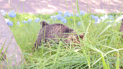猫、公園、自然、野良猫、写真フリー素材　cat, park, nature, feral cat