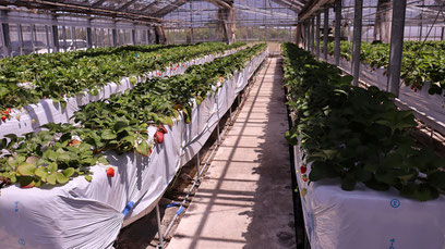 イチゴ農園、いちご狩り、ハウス栽培、写真フリー素材　Strawberry farm, strawberry picking, greenhouse cultivation,