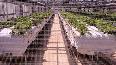 イチゴ農園、いちご狩り、ハウス栽培、写真フリー素材　Strawberry farm, strawberry picking, greenhouse cultivation,