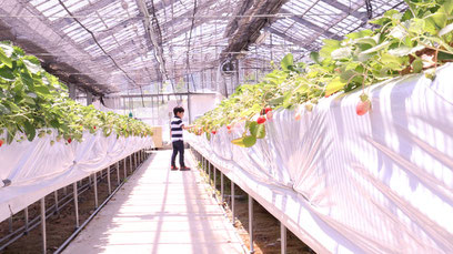 子供、イチゴ農園、いちご狩り、ハウス栽培、写真フリー素材　Strawberry farm, strawberry picking, greenhouse cultivation,child