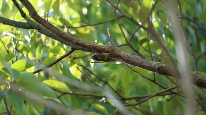 虫、セミ、クマゼミ、木、公園、自然、写真フリー素材　Insects, cicadas, cicadas, trees, parks, nature,
