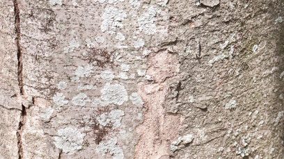 柄、背景、模様、木、文字柄、地面、タイル、石、写真フリー素材Pattern, background, pattern, wood, character pattern, ground, tile, stone,