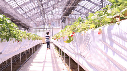 子供、イチゴ農園、いちご狩り、ハウス栽培、写真フリー素材　Strawberry farm, strawberry picking, greenhouse cultivation,child