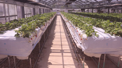 イチゴ農園、いちご狩り、ハウス栽培、写真フリー素材　Strawberry farm, strawberry picking, greenhouse cultivation,