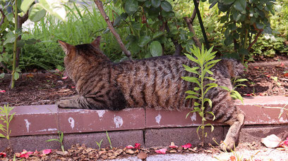 猫、公園、自然、野良猫、写真フリー素材　cat, park, nature, feral cat