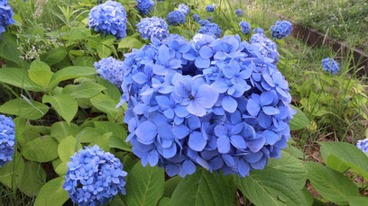 あじさい、花、青い花、自然、梅雨、写真フリー素材hydrangeas, flowers, blue flowers, nature, rainy season,