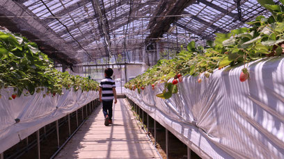 子供、イチゴ農園、いちご狩り、ハウス栽培、写真フリー素材　Strawberry farm, strawberry picking, greenhouse cultivation,child