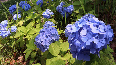 あじさい、花、青い花、自然、梅雨、写真フリー素材hydrangeas, flowers, blue flowers, nature, rainy season,