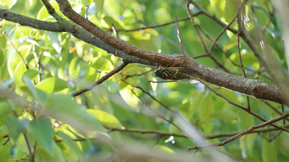 虫、セミ、クマゼミ、木、公園、自然、写真フリー素材　Insects, cicadas, cicadas, trees, parks, nature,