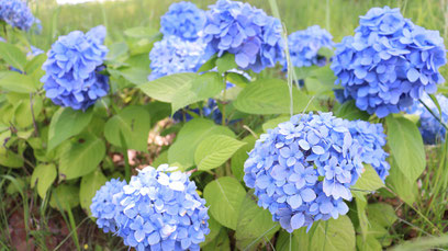 あじさい、花、青い花、自然、梅雨、写真フリー素材hydrangeas, flowers, blue flowers, nature, rainy season,