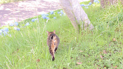 猫、公園、自然、野良猫、写真フリー素材　cat, park, nature, feral cat