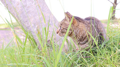 猫、公園、自然、野良猫、写真フリー素材　cat, park, nature, feral cat