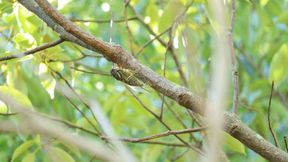 虫、セミ、クマゼミ、木、公園、自然、写真フリー素材　Insects, cicadas, cicadas, trees, parks, nature,