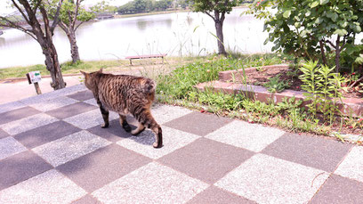 猫、公園、自然、野良猫、写真フリー素材　cat, park, nature, feral cat