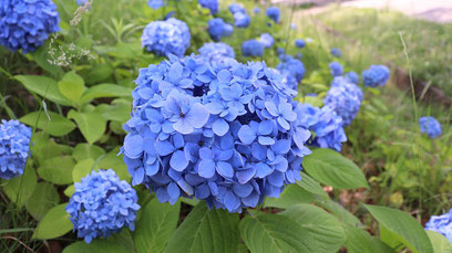 あじさい、花、青い花、自然、梅雨、写真フリー素材hydrangeas, flowers, blue flowers, nature, rainy season,