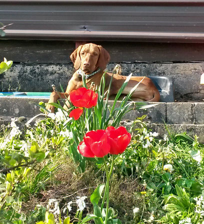 erziehung und tipps magyar vizsla vom goldstuck
