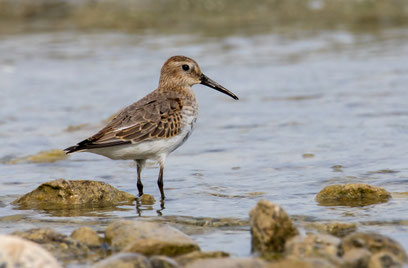 STRANDLÄUFER, Alpenstrandläufer