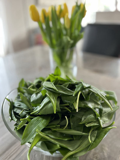 Frischer Bärlauch im Frühlingswald, als wildes Heilkraut im Ayurveda mit reinigender Wirkung beschrieben.