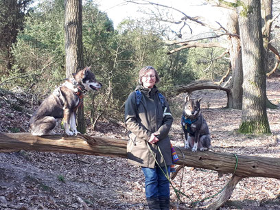 四国犬 Shikoku, nederlandse shikoku fokker, shikoku puppy breeder nl