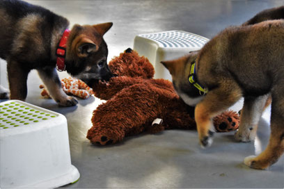 四国犬 Shikoku, nederlandse shikoku fokker, shikoku puppy breeder nl